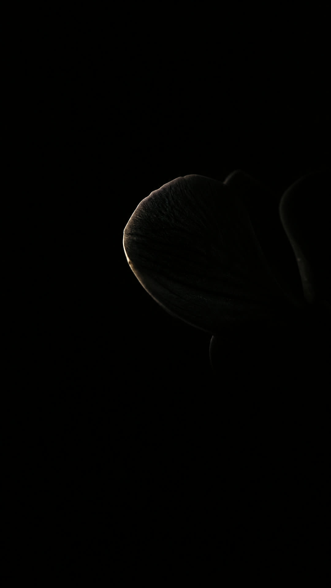 A black orchid petal emerging from complete darkness