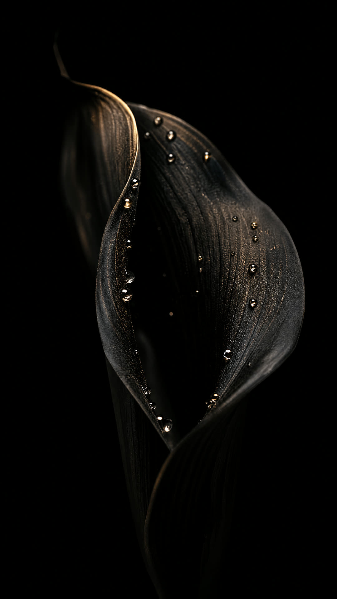 A dew-covered black orchid petal beginning to unfurl